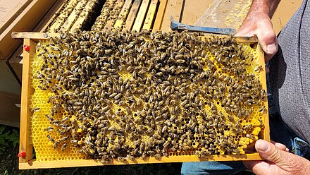 Schöne Brutwabe Schöne Brutwabe