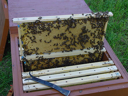 Schöne volle Brutwabe Schöne volle Brutwabe