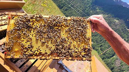Brutzyklus-kurz erklärt Brutzyklus-kurz erklärt