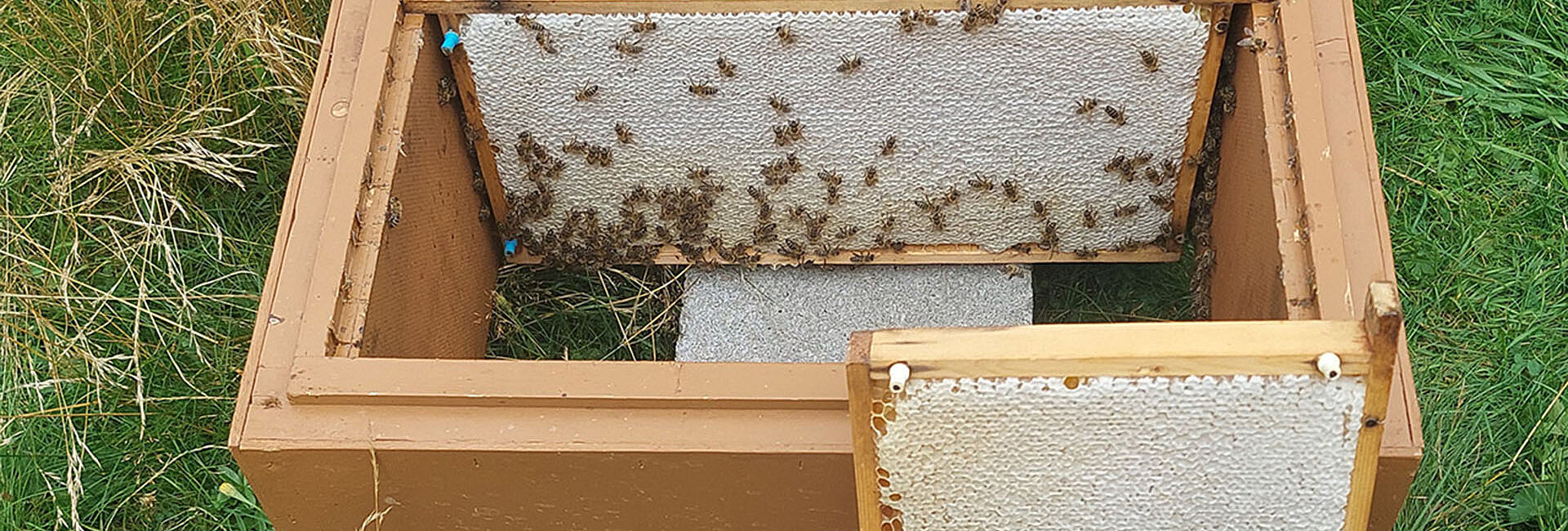 Schleuderreife Honigwabe