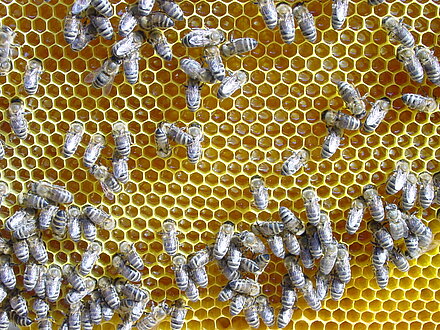 Nektar wird verarbeitet Nektar wird verarbeitet